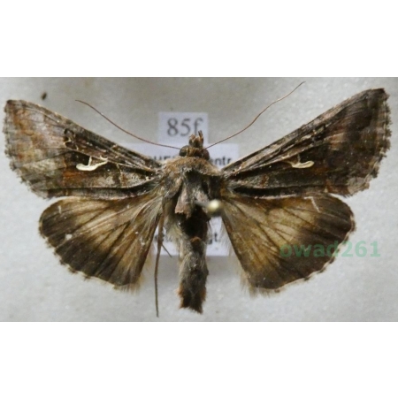 Autographa gamma (Linnaeus, 1758) Błyszczka jarzynówka Czech85f